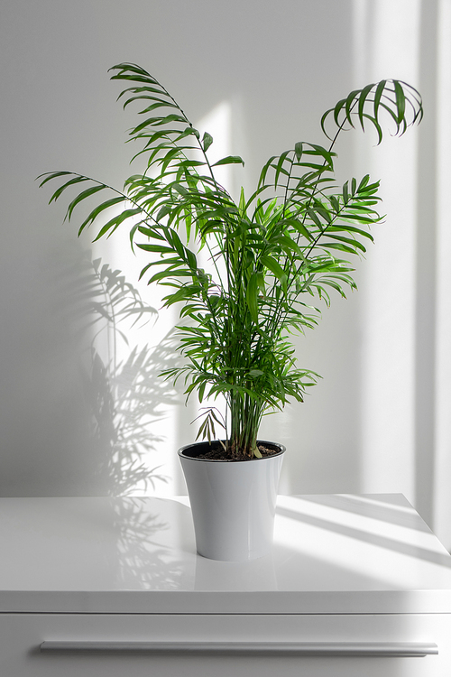 Green plant Areca in a white flowerpot on a table against a white wall background with window shadows