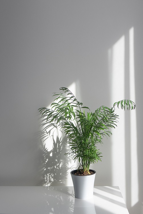 Plant Areca in a white flowerpot on a table the morning rays of the sun through a window fall on a table and a white wall making shadows