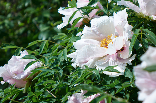 Beautiful blooming white peony flowers in spring in the garden. Natur background