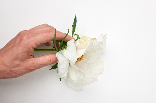 Beautiful white Peony in male hand with copy space on white background
