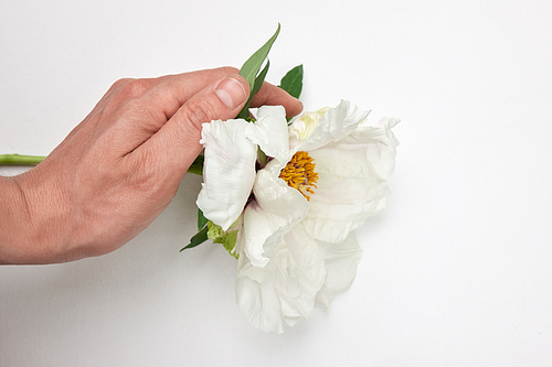 Spring bloom Peony of sensuality and touch man's hand the delicacy of nature. Warmth and tenderness of nature.