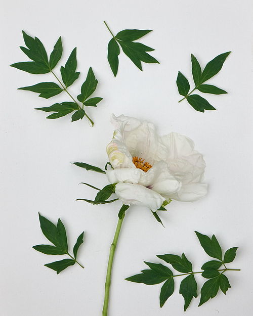Branch with leaves and flower wite peony isolated on white. Flat lay