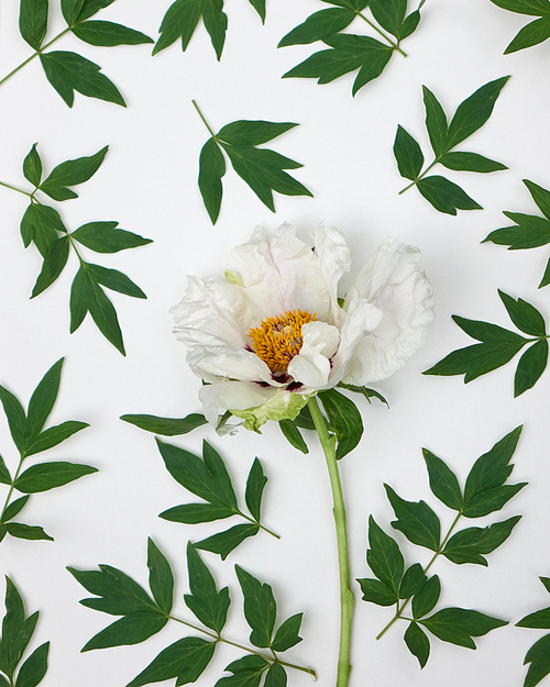 Beautiful floral background with white peony and green leaves on white. Flower light texture.