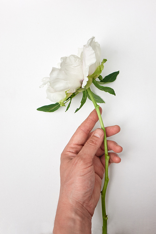 Man touches flowering Peony bud with hand on white background. Spring weather