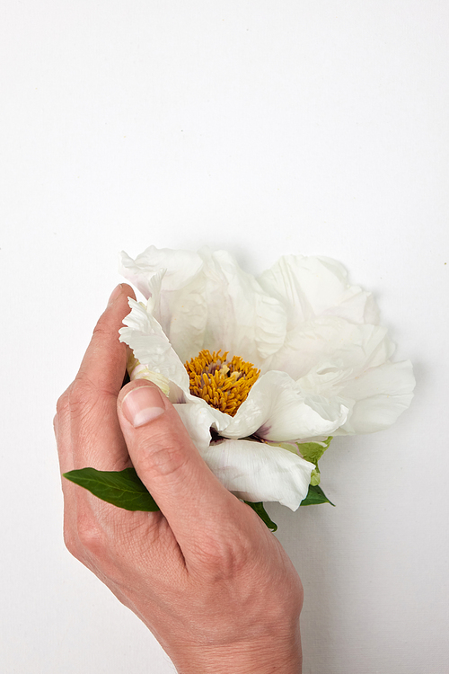 White flower Peony in a man's hand on a white background with a place under the text, copy space