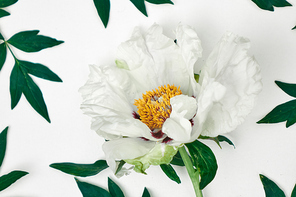 Blooming white peony close up with fresh green leaves on white background, flat lay