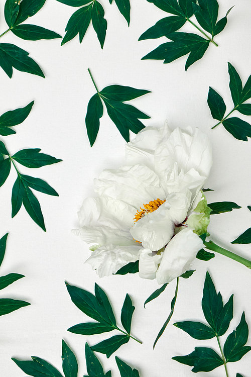Top view floral background. Green leaves and white peonies pattern isolated on white.