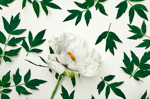 Beautiful pattern of a postcard with a white flower and green leaves on a white background, shot from above