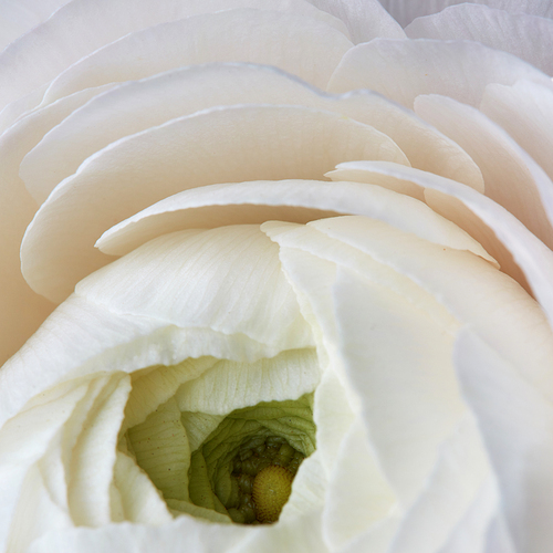 floral background, close-up of a white ranunculus. Valentine's Day, wedding greeting card