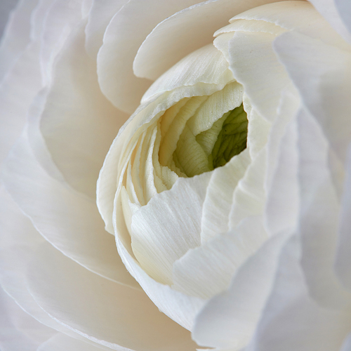 close up white rose flower, natural background, Valentine's Day, Mother's Day