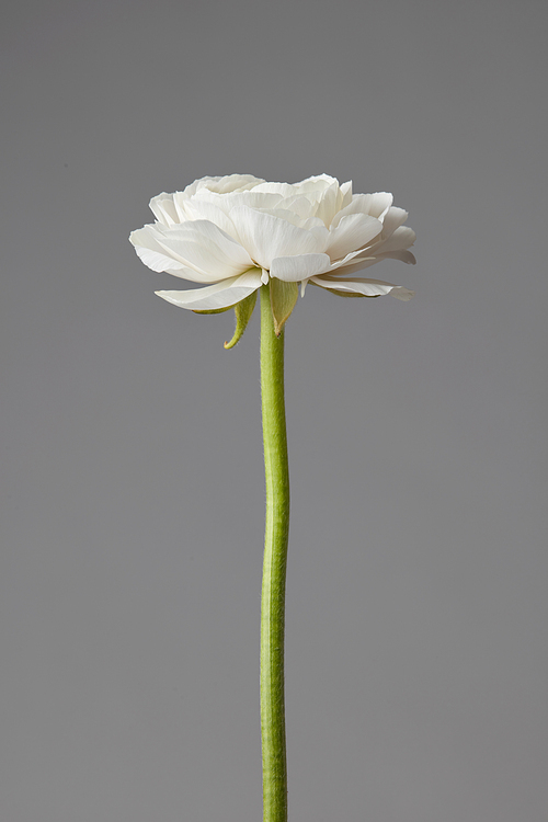 white beautiful ranunculus flower on a gray background,wedding greeting card,Mother's Day, Valentine's Day