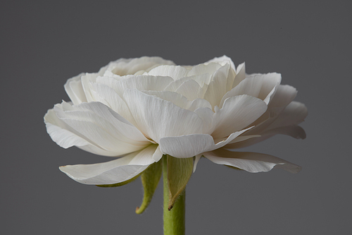 one white ranunculus on a gray background, the concept of a greeting card for Valentine's Day, Mother's Day
