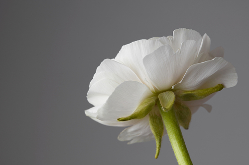 The bud of white ranunculus flower on a gray background . Holiday card.