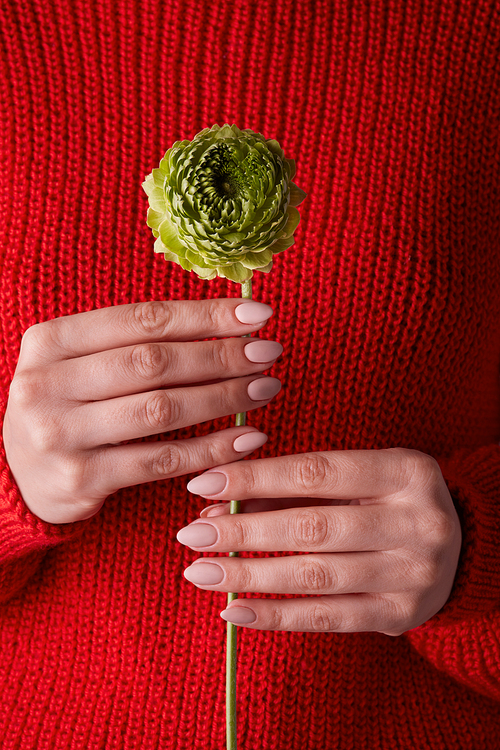 female hands holding a green clove flower against a red knitted sweater concept of valentine's day