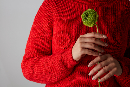 a green chrysanthemum flower is held by a girl in a red knitted sweater, the concept of a greeting card for the mother's day or a valentine's day