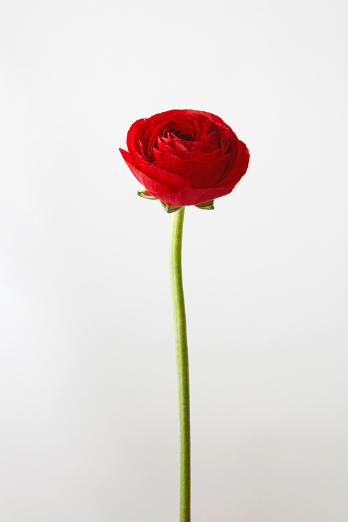 beautiful red ranunculus,flower isolated on a white background,greeting card for valentine's day