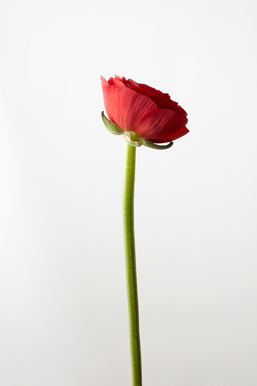 colorful ranunculus flower on white background isolated, valentines day concept
