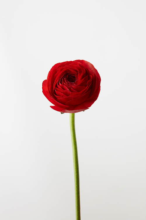 Valentine's Day, flower of red ranunculus, isolated on white