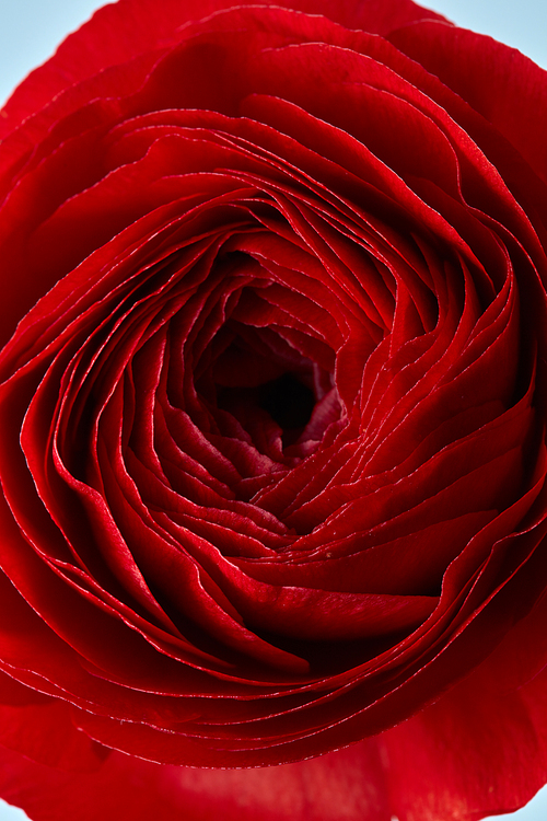 close-up of a beautiful red rose flower,Wedding card. Greeting.