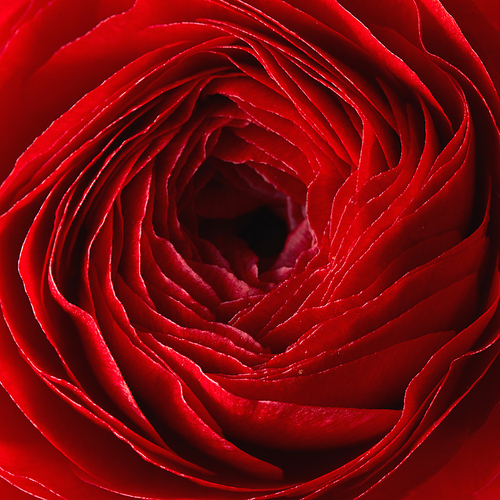 close-up of a red ranunculus flower,beautiful pattern, background of rose petals, concept of valentine's day