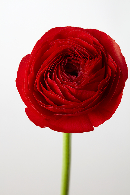 red beautiful ranunculus flower on a gray background,wedding greeting card