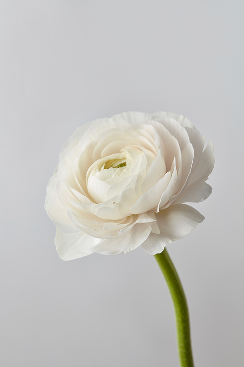white beautiful ranunculus flower on a gray background,wedding greeting card