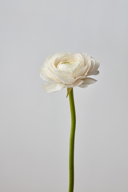 beautiful white white ranunculus flower on a gray backgroun flower isolated on a gray background,valentine day, mother's day