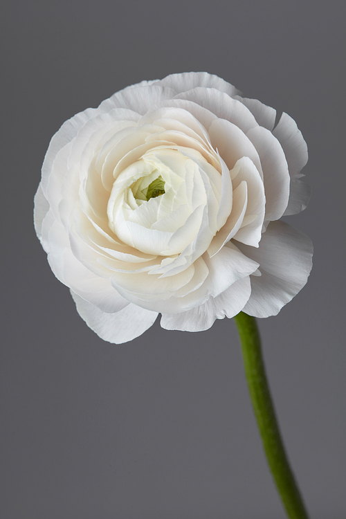 white ranunculus flower on a gray background, valentines day concept