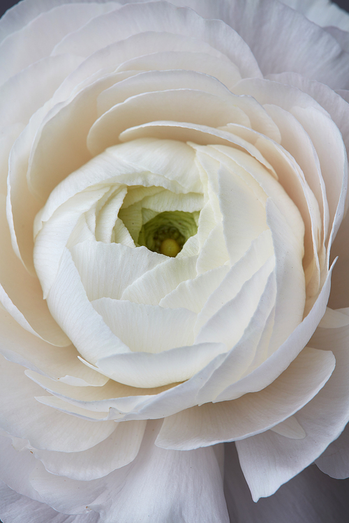 beautiful white rose flower, romantic floral greeting card