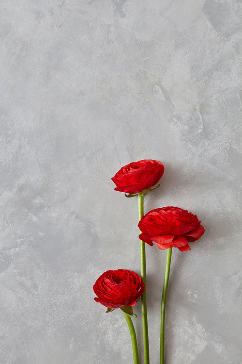 three beautiful red ranunculus on a gray concrete background, Mother's Day, Valentine's Day