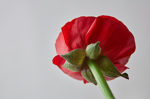 beautiful red ranunculus flower with green leaves on a gray background, greeting card for Valentine's Day