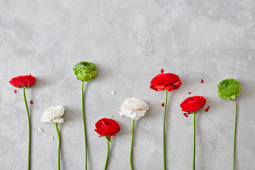 a composition from flowers of white, red, green flowers and petals on a gray concrete background. A greeting card, a valentine's day