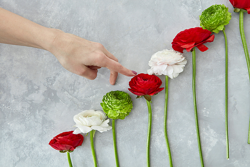 a composition of green chrysanthemum flowers, pink and red roses on a gray concrete background. A female hand rises up in colors. Concept of Valentine's Day, card