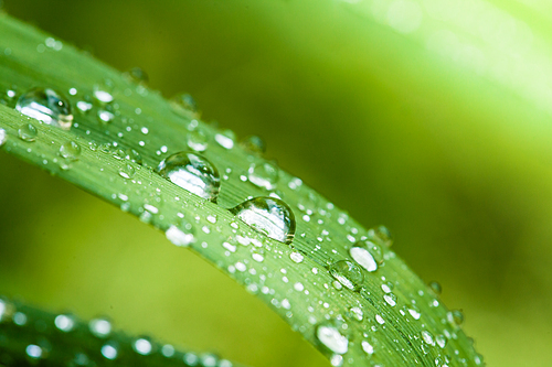 Beautiful green leaf with drops of water, close-up