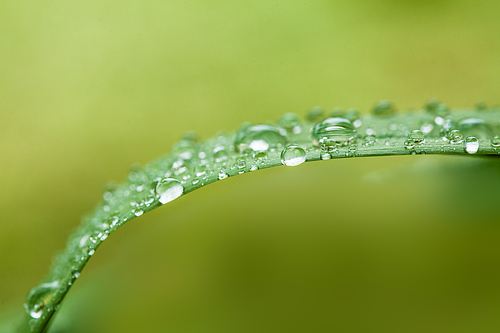 Beautiful green leaf with drops of water, close-up