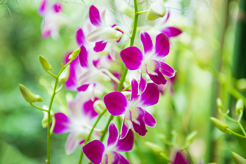 Bloom of white, purple and pink tropical orchid flowers Dendrobium Earsakul on green blurred background