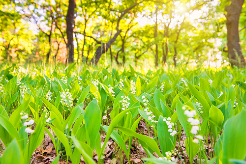 Forest with green field of white flowers lily of the valley