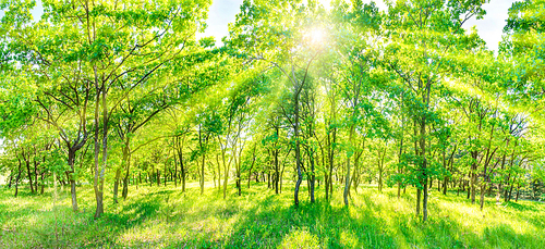 Green forest panorama - panoramic landscape with sun rays light shining through trees