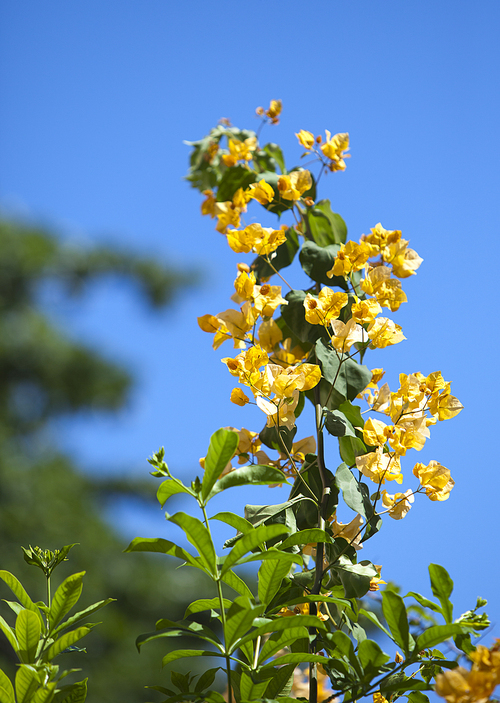 yellow Flowering bougainvillea