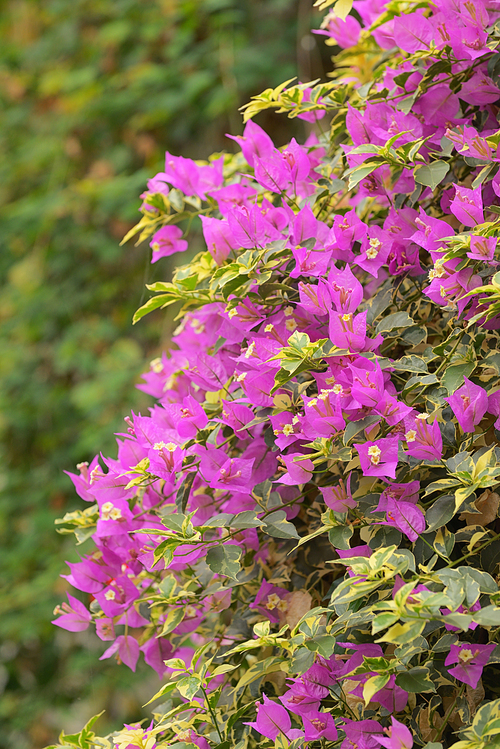 Purple bougainvillea flowers in botanical garden