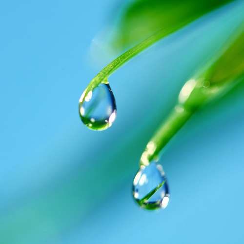 Fresh grass blades with big water dew drops macro close up freshness nature concept