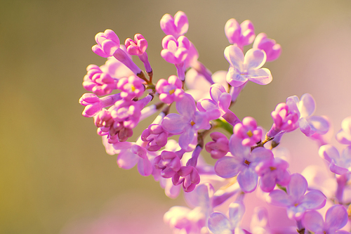 Blooming lilac. Seasonal natural backgrounds