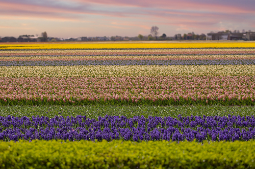 fields of multi-colored hyacinths in the spring bloom.