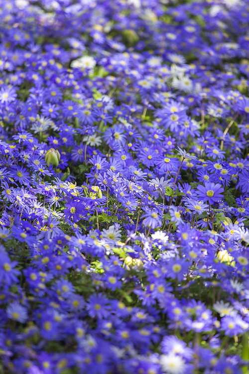 spring bloom fields of blue daisies.