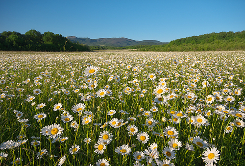 Spring daisy flowers in mountain meadow. Beautiful landscapes.