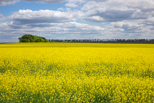 Rural landscape with bright yellow rapeseed fields on a background of cloudy blue sky. Concept of using rapeseed for vegetable oil for human consumption, forage, and biodiesel.