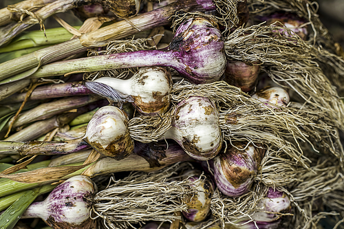 A close up of freshly picked garlic laying in a stack.