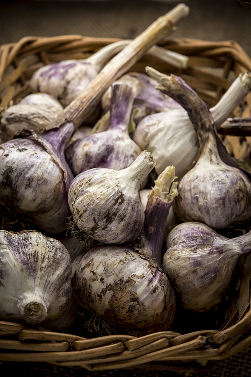 A close up of fresh garlic bulbs in a wicker basket.