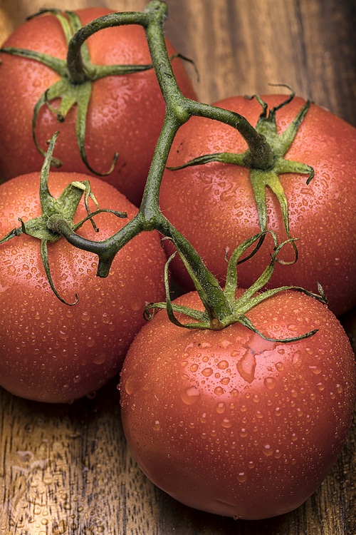 A close up of wet tomatoes on the vine in a still life setting.