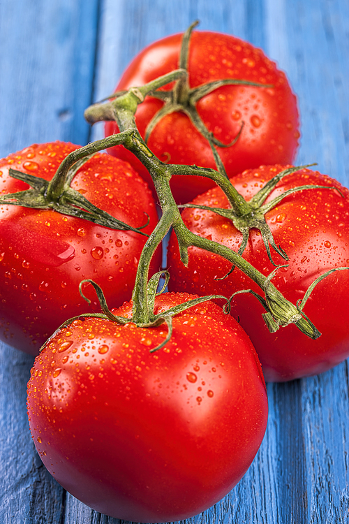 A close up of fresh wet tomatoes on a vine set on a blue table.